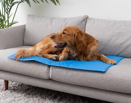 Un grand labrador doré se reposant sur notre coussin rafraîchissant de grande taille sur un canapé gris.