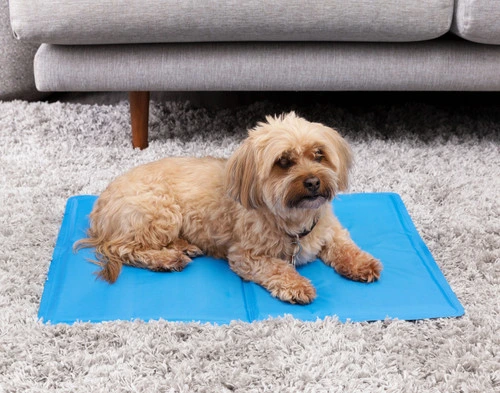 Un petit chien maltais marron clair se reposant sur notre coussin rafraîchissant de petite taille sur un sol recouvert d'une moquette floue.