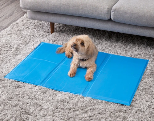 Un petit chien maltais marron clair se reposant au centre de notre coussin rafraîchissant de grande taille sur un sol moquetté.