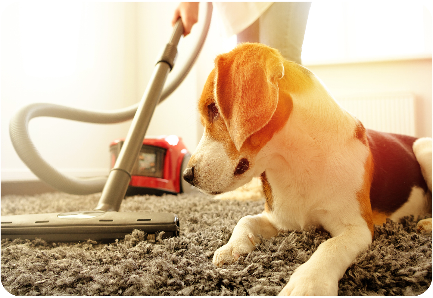 A pet dog sitting on a carpet being vacuumed