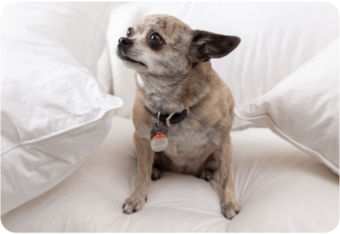 Small dog sitting on a white bed looking curiously upwards.